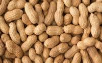 Dry fruitڈرائی فرٹ