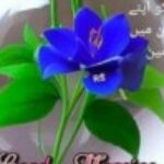 Taimoor