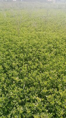 video_20240316_151954