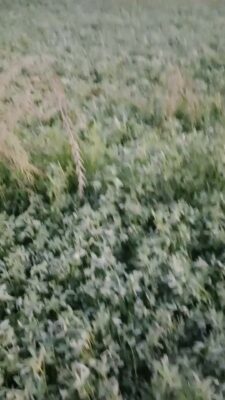 video_20240319_060447